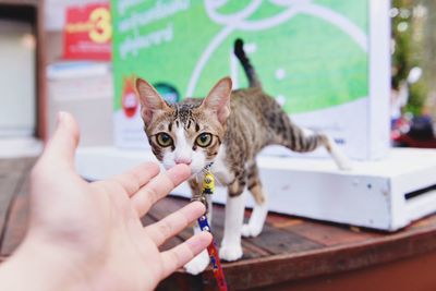 Close-up of cat holding camera