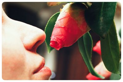 Close-up of red rose