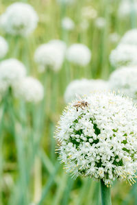 Close-up of white flowering plant