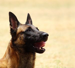 Close-up of a dog looking away