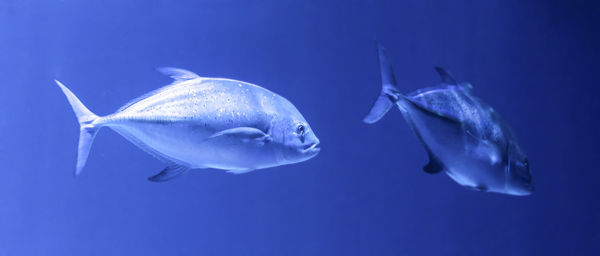 Close-up of fish underwater