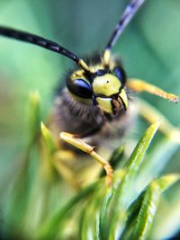 Close-up of bee pollinating flower