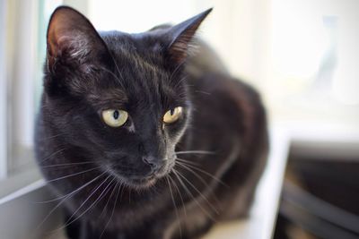 Close-up portrait of cat at home