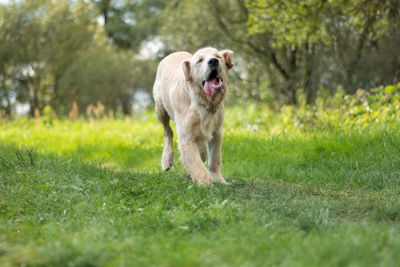 Dogs running on grassy field