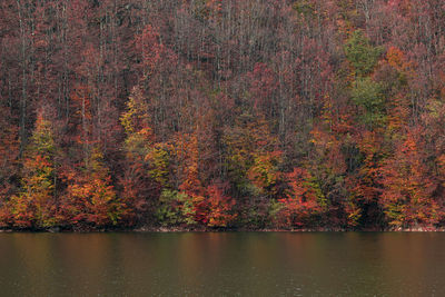 Trees by lake in forest during autumn