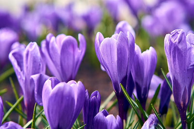 Close-up of purple crocus flowers on field