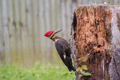 Close-up of bird perching on tree