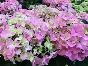 Close-up of pink hydrangea blooming outdoors