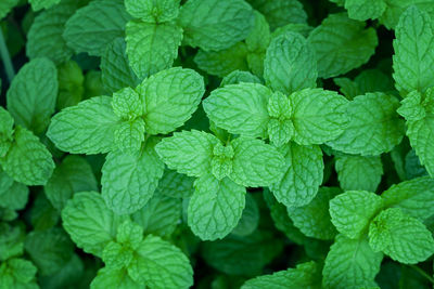 Full frame shot of green leaves