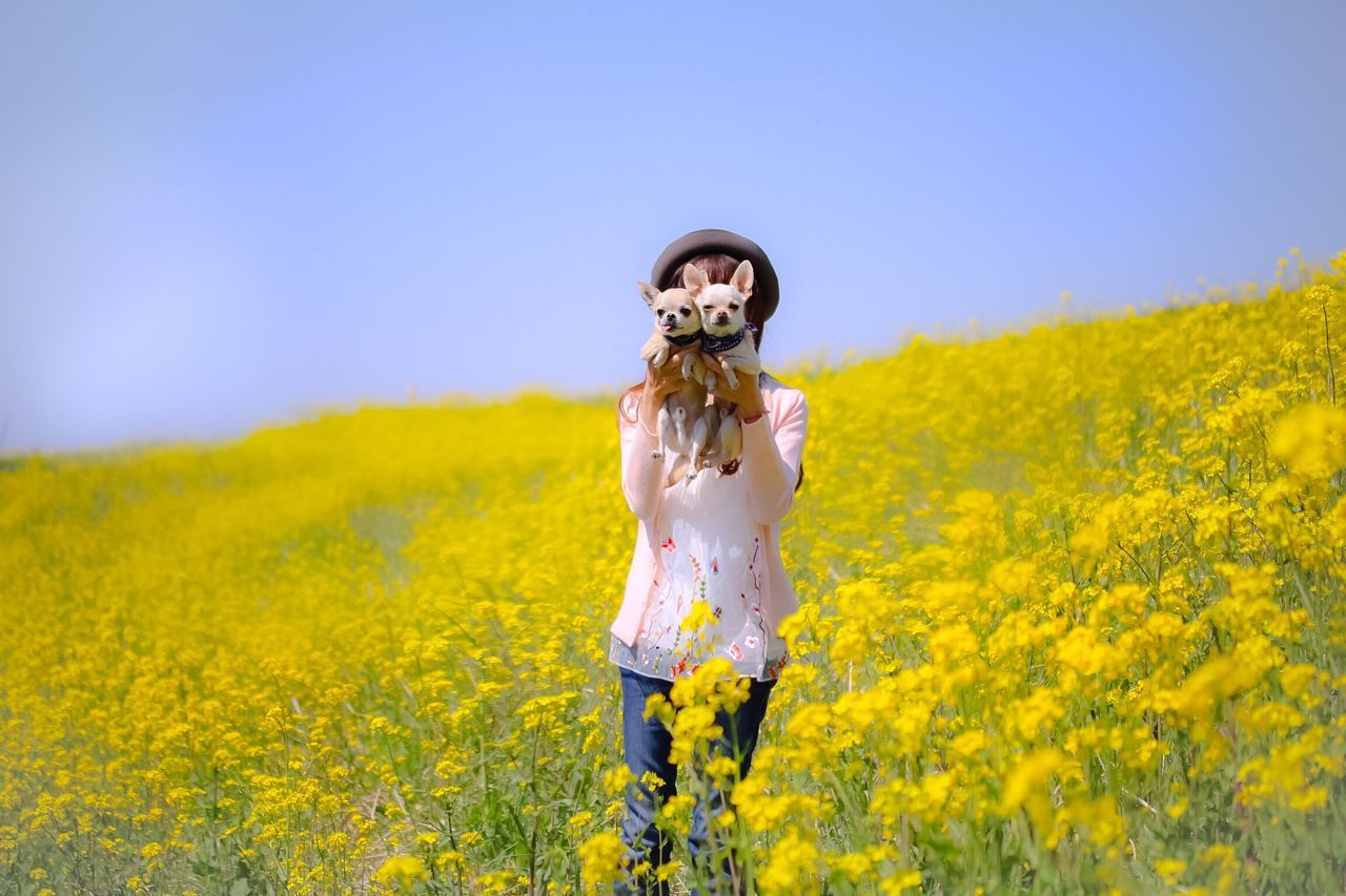 flower, field, yellow, nature, front view, one person, real people, beauty in nature, growth, young women, leisure activity, lifestyles, oilseed rape, outdoors, casual clothing, young adult, plant, clear sky, day, standing, landscape, freshness, sky, flower head