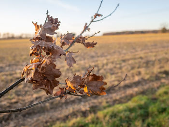 Close-up of dry leaves on land against sky