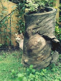 Cat amidst plants