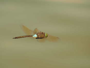 Close-up of dragonfly flying outdoors