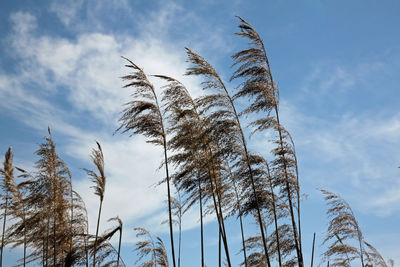 Low angle view of stalks against sky