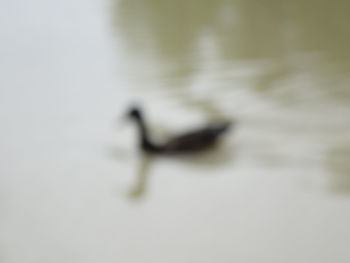 Close-up of bird in water