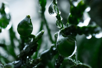 Close-up of water drops on plant