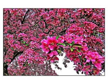 Close-up of pink flowers