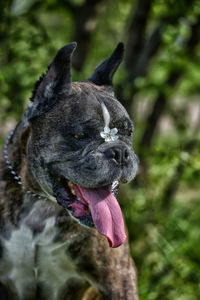 Close-up of a dog