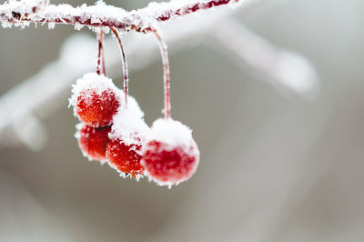 Close-up of frozen berries on tree