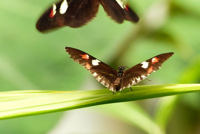 Close-up of butterfly flying