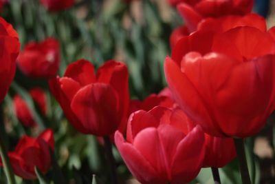 Close-up of red tulips in park