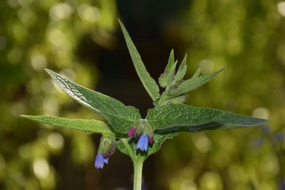 Close-up of blue flowered comfrey plant