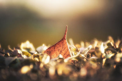 Close-up of dry leaves