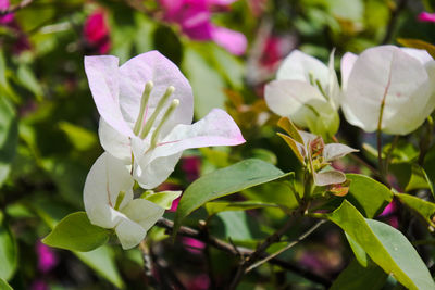 Close-up of white flowering plant