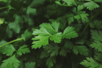 Close-up of green leaves