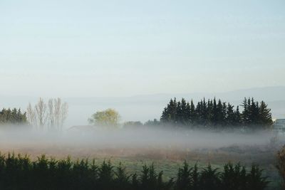 Trees on grassy field against clear sky during foggy weather