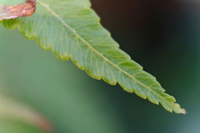 Close-up of ant on leaf