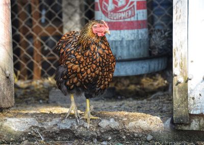 Close-up of rooster