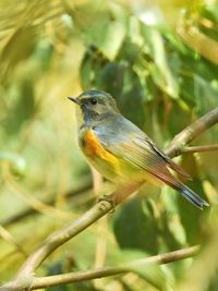 Close-up of bird perching on branch