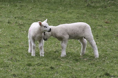 Two young lambs playing with each other in a field