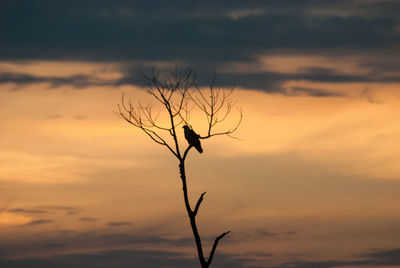 Low angle view of silhouette bare tree against clear sky