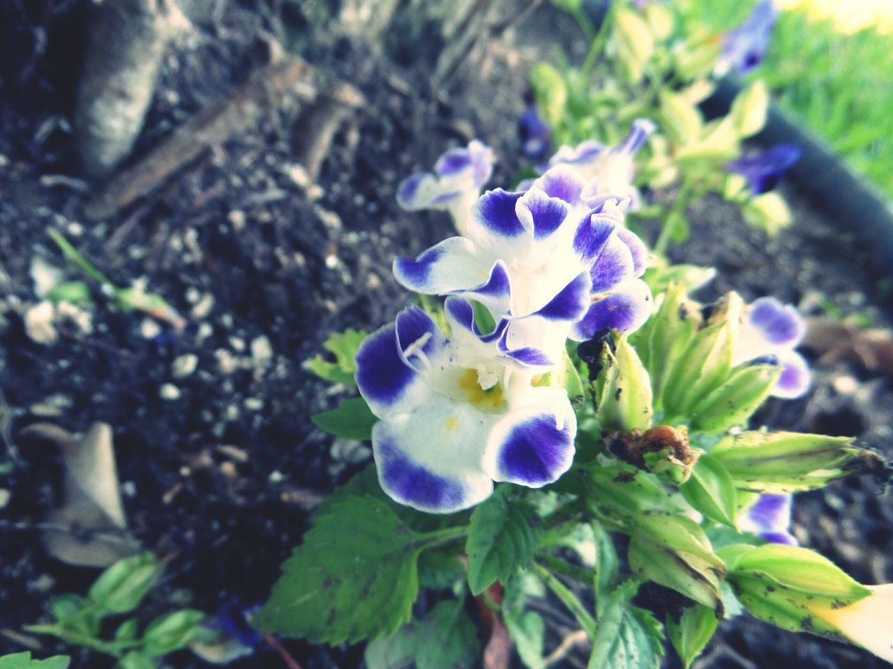 flower, purple, petal, freshness, fragility, growth, flower head, focus on foreground, close-up, plant, beauty in nature, blooming, blue, nature, leaf, in bloom, park - man made space, day, outdoors, selective focus