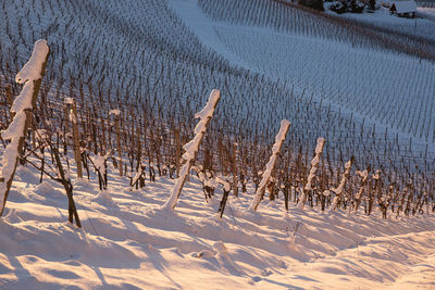 Landscape of sunrise over the the austrian vineyards in winter 