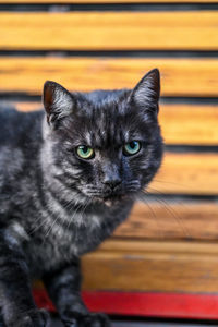 Close-up portrait of cat at home