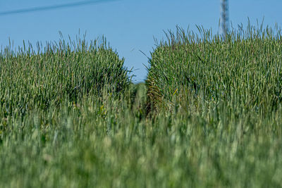 Close-up of wheat field