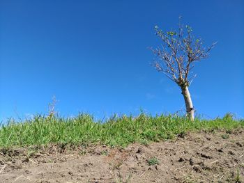 Low angle view of plants growing on field against clear blue sky