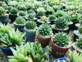 High angle view of potted plants