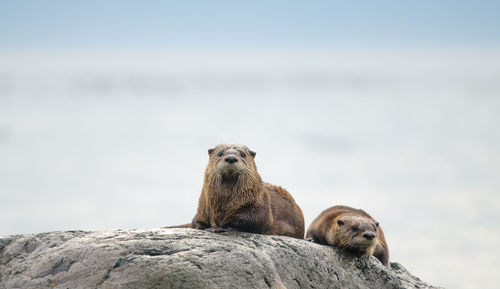 View of otters on rock against sky
