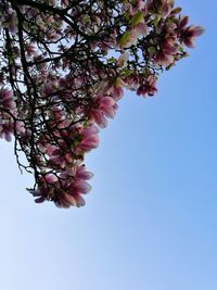 Low angle view of pink flower tree against clear sky