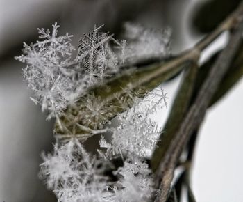 Close-up of frozen plant