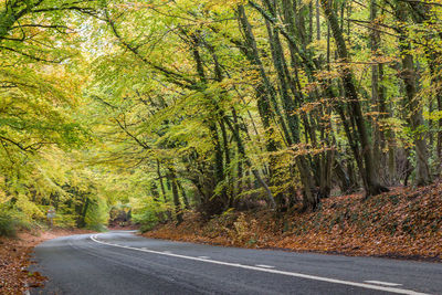 Road amidst trees in forest during autumn