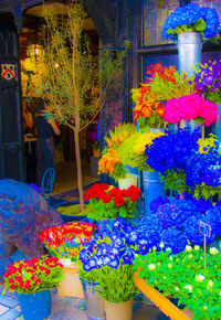 Colorful flowers in park