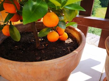 Close-up of orange fruits on potted plant