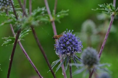 Close-up of bee pollinating on flower