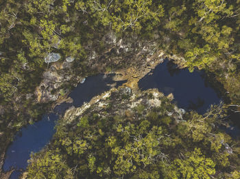 High angle view of trees and rocks in forest