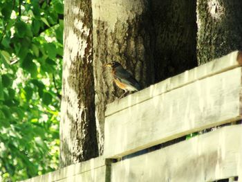 Low angle view of bird perching on tree trunk against wall